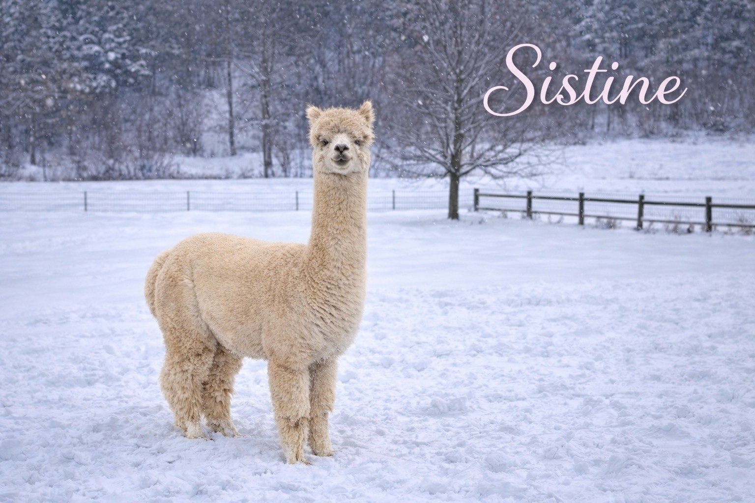 CYB Peruvian Sistine - Light Fawn Female at Count Your Blessings Farm